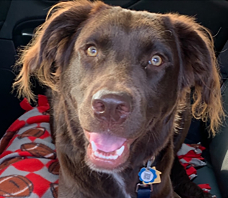 Photo for Meet Canine Good Citizen, Mocha! Weirton