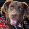 Photo for Meet Canine Good Citizen, Mocha! Weirton